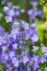 Bremerton, Washington State. Purple flowers, Delphinium Larkspur, flower gardens Art Print